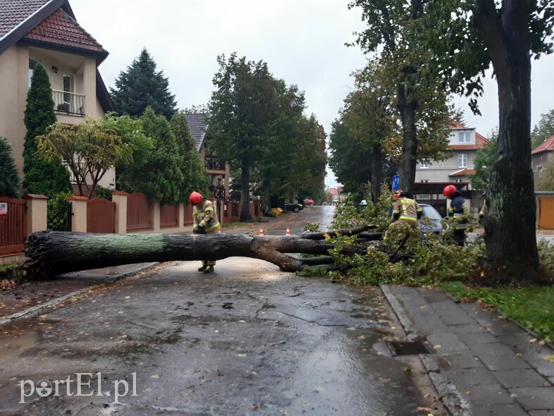 Elbląg, Powalone drzewo na ul. Owocowej Elbląg, Powalone drzewo na ul. Owocowej