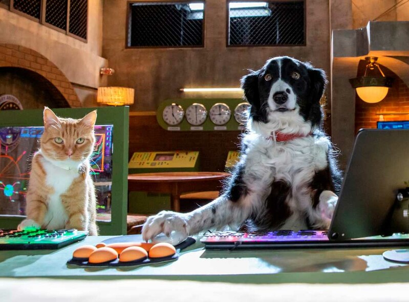 "Psy i koty 3: Łapa w łapę" w Kinie Światowid