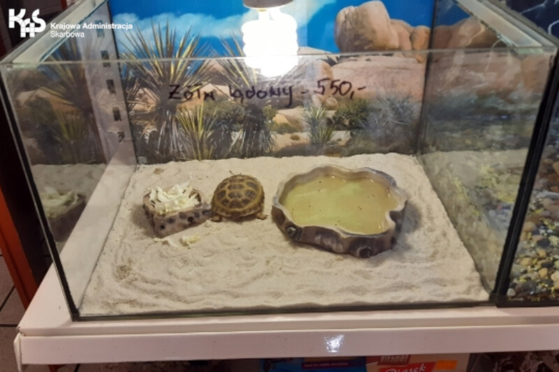 Elbląg, Nielegalne okazy zwierząt w sklepie zoologicznym Elbląg, Nielegalne okazy zwierząt w sklepie zoologicznym