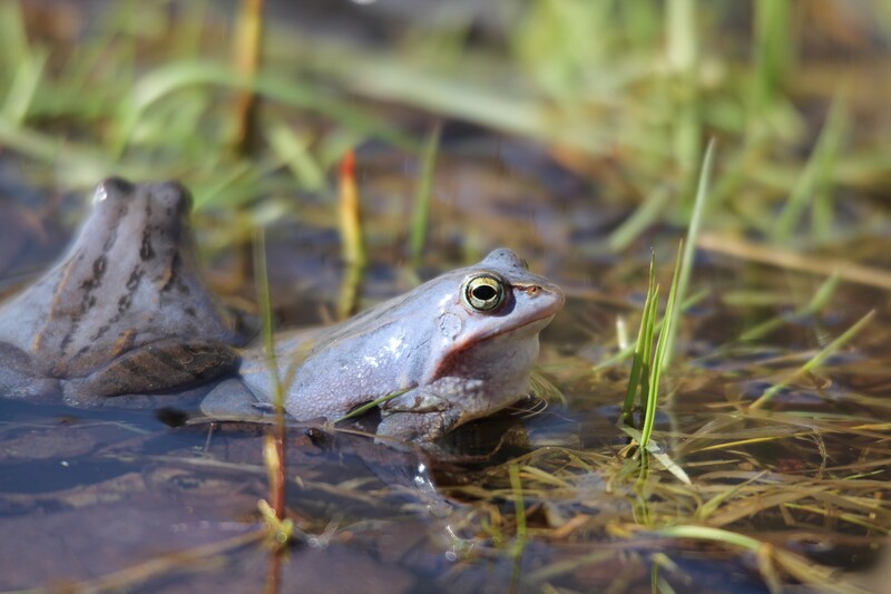 Elbląg, Leśne romanse (Opowieści z lasu, odc. 257)