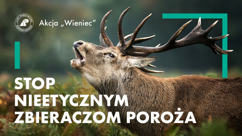 Elbląg, Stop nieetycznym zbieraczom poroża Elbląg, Stop nieetycznym zbieraczom poroża