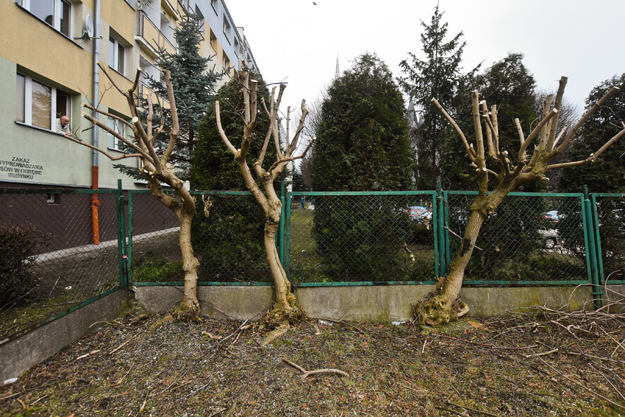 Elbląg, Tak wyglądają drzewka przy ul. Jaśminowej po ostatnich cięciach Elbląg, Tak wyglądają drzewka przy ul. Jaśminowej po ostatnich cięciach