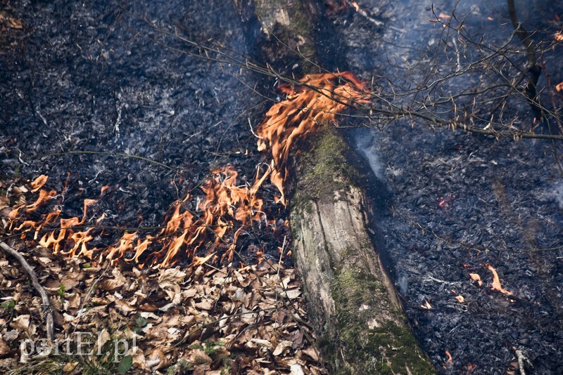Elbląg, Pożar lasu w okolicach miejscowości Warszewo w gminie Młynary, kwiecień 2019