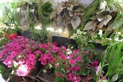 Elbląg, Najpiękniejszy balkon