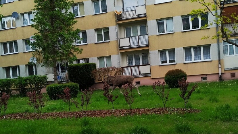Elbląg, Łoś na Żeglarskiej (aktualizacja) Elbląg, Łoś na Żeglarskiej (aktualizacja)