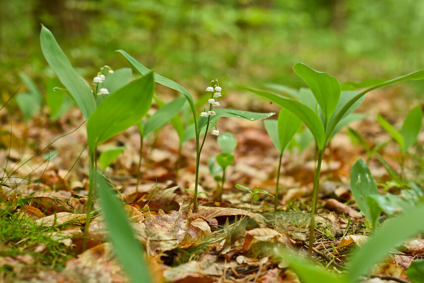 Elbląg, Dla dobra środowiska (Opowieści z lasu, odc. 273)