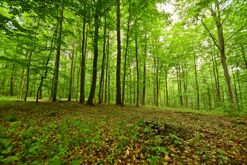 Elbląg, Naśladując przyrodę (Do lasu z portElem, odc. 2)