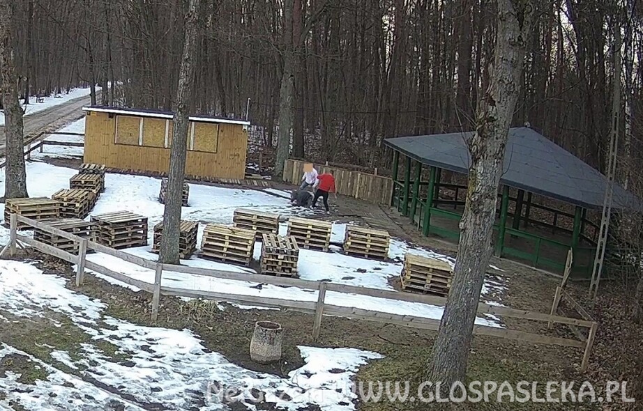 Elbląg, Pobicie w Parku Ekologicznym nagrał monitoring