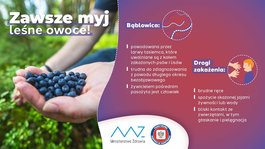 Elbląg, Uważaj na bąblowicę! Elbląg, Uważaj na bąblowicę!