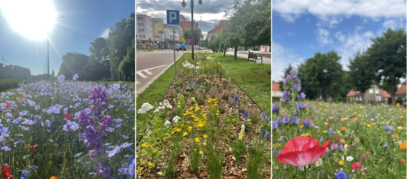Elbląg, Plebiscyt Flower Power - końcowe odliczanie Elbląg, Plebiscyt Flower Power - końcowe odliczanie