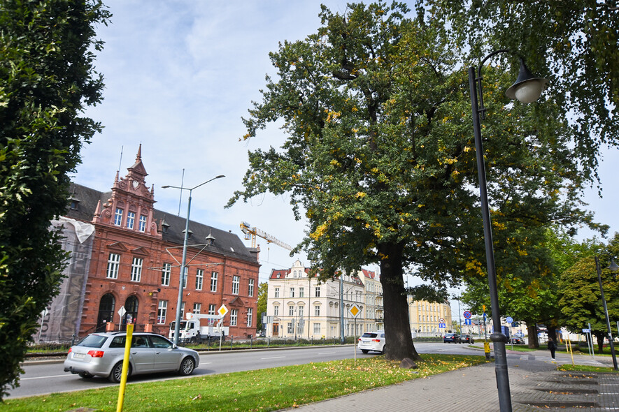 Elbląg, Elbląscy harcerze będą szukać pomników przyrody. Na zdjęciu dąb z 1886 roku