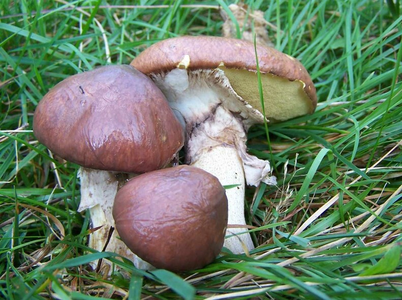 Elbląg, Jerzy Opioła, CC BY-SA 3.0 , via Wikimedia Commons Elbląg, Jerzy Opioła, CC BY-SA 3.0 , via Wikimedia Commons