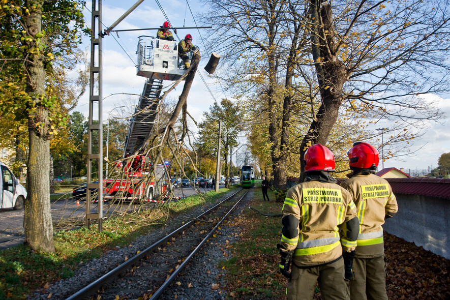 Elbląg, Konar spadł na trakcję. Tramwaje nie jeździły Elbląg, Konar spadł na trakcję. Tramwaje nie jeździły