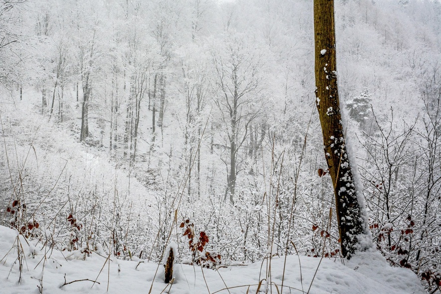 Elbląg, Zimą to i padlina ujdzie (Opowieści z lasu, odc. 304)