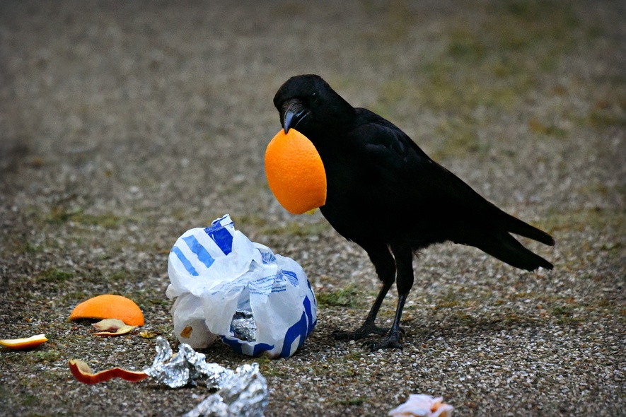 Elbląg, Inkowie i plastikowe butelki (Opowieści z lasu, odc. 306) Elbląg, Inkowie i plastikowe butelki (Opowieści z lasu, odc. 306)