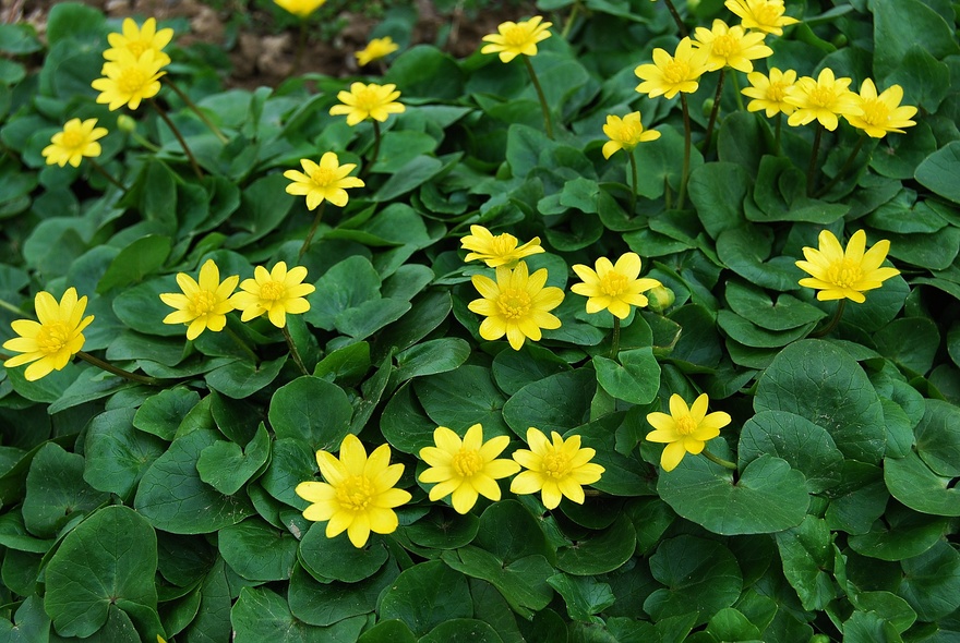 Elbląg, Symbol końca zimy (Opowieści z lasu, odc. 313)