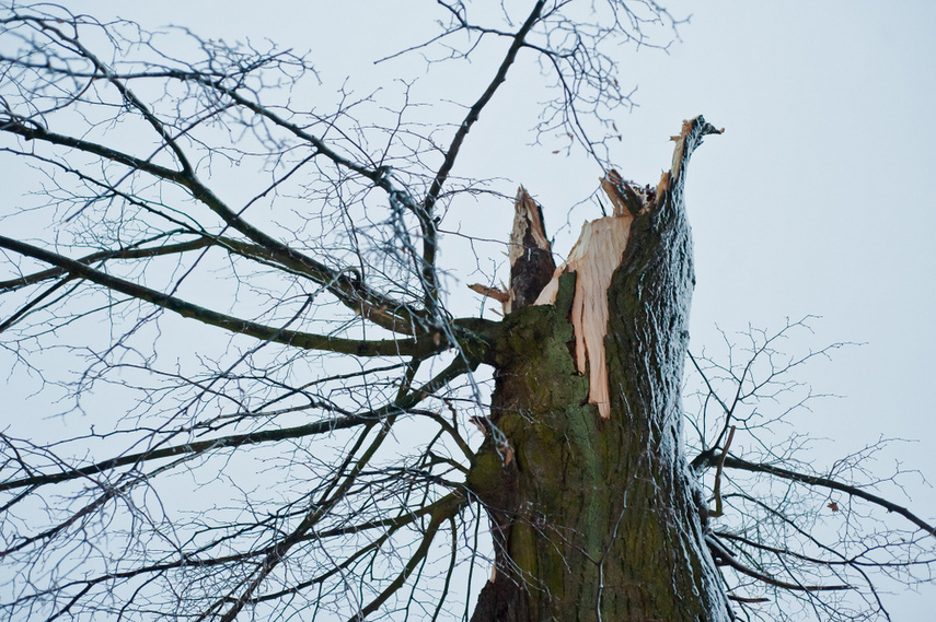 Elbląg, Strażacy w walce z wiatrołomami