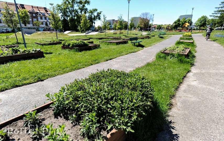 Elbląg, W parku generała powstanie miasteczko rowerowe