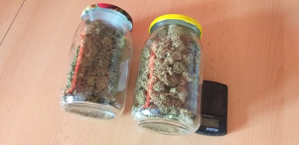 Elbląg, Marihuana w słoikach - policjanci zatrzymali 31-latka Elbląg, Marihuana w słoikach - policjanci zatrzymali 31-latka