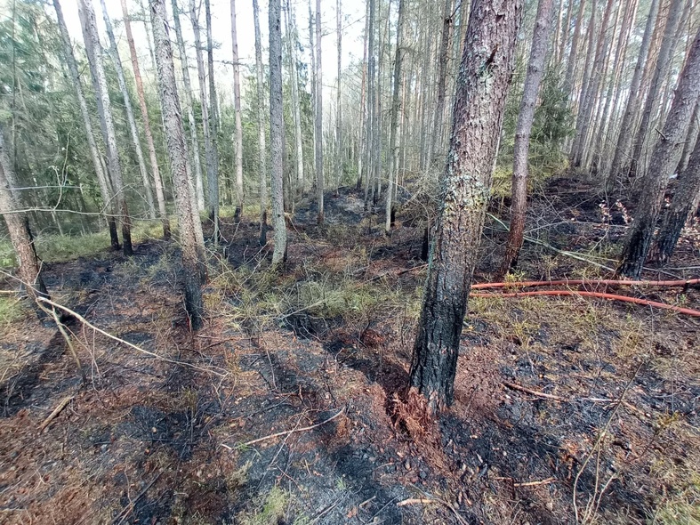 Elbląg, Płoną elbląskie lasy