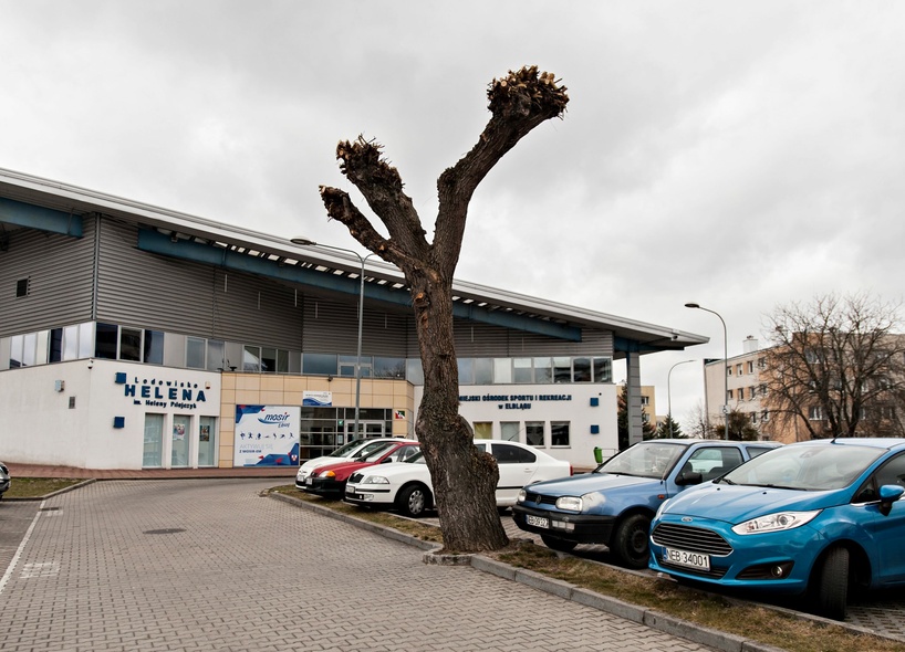 Elbląg, Drzewa umierają, stojąc (felieton)