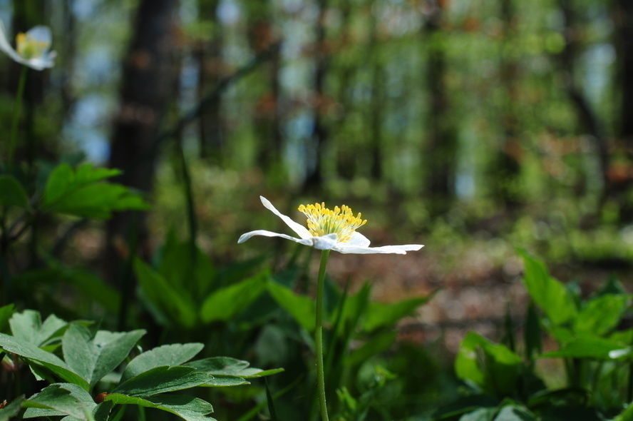 Elbląg, Zawilec gajowy (Anemone nemorosa), Elbląg, Zawilec gajowy (Anemone nemorosa),