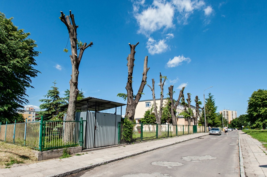 Elbląg, Greenwashing po elbląsku (opinia)