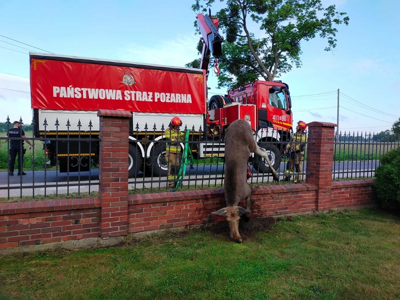 Elbląg, Łoś zginął na ogrodzeniu