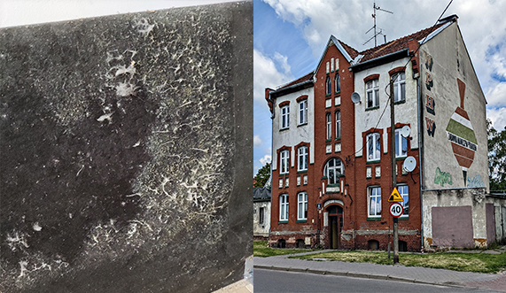 Elbląg, Budynek przy ul. Panieńskiej i zagrzybienie jednej ścian mieszkania pani Anny