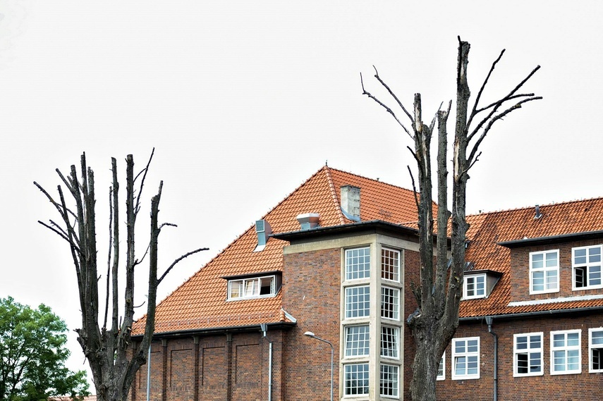 Elbląg, Drzewa przy ZSG, zdjęcie z czerwca 2022 r.