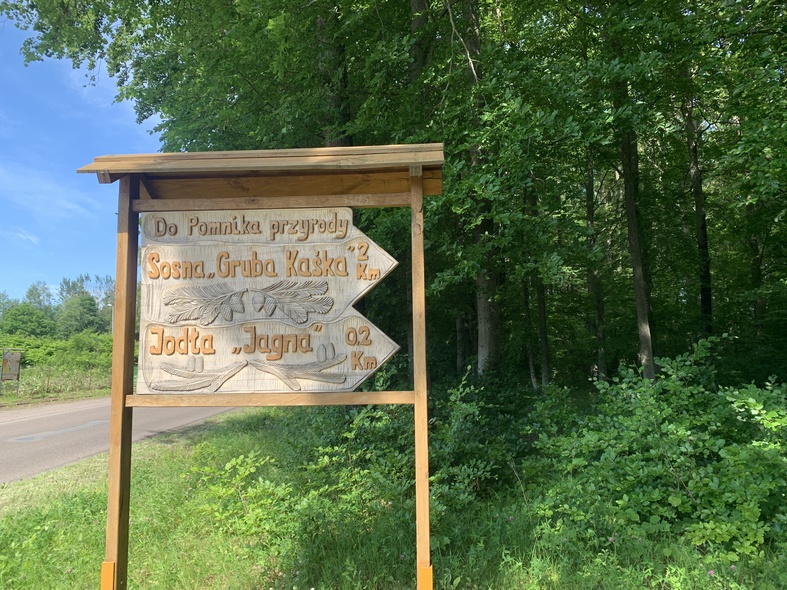 Elbląg, W poszukiwaniu wielkiej sosny (Na spacer z portElem, odc. 7) Elbląg, W poszukiwaniu wielkiej sosny (Na spacer z portElem, odc. 7)