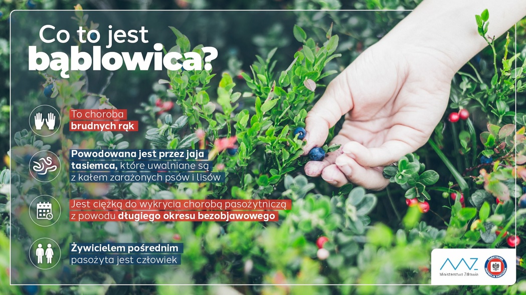 Elbląg, Niewidoczne zagrożenie - bąblowica Elbląg, Niewidoczne zagrożenie - bąblowica