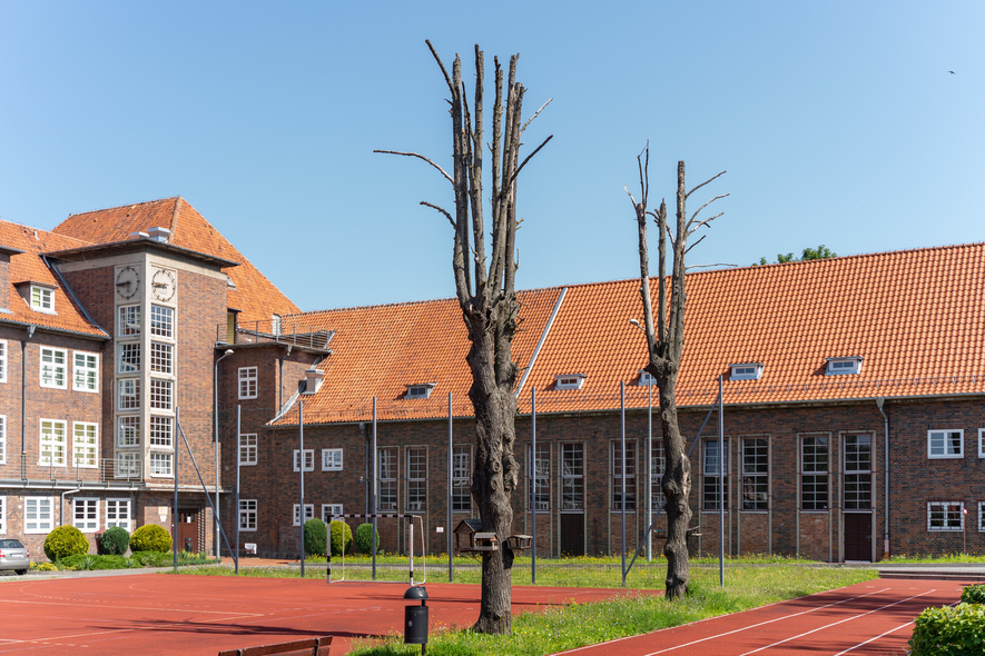 Elbląg, Tak dziś wyglądają drzewa przy ZSG