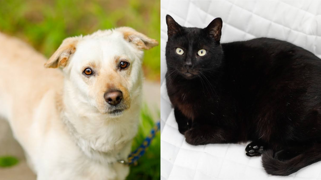 Elbląg, Galeria pod psem i kotem (Odc.206)