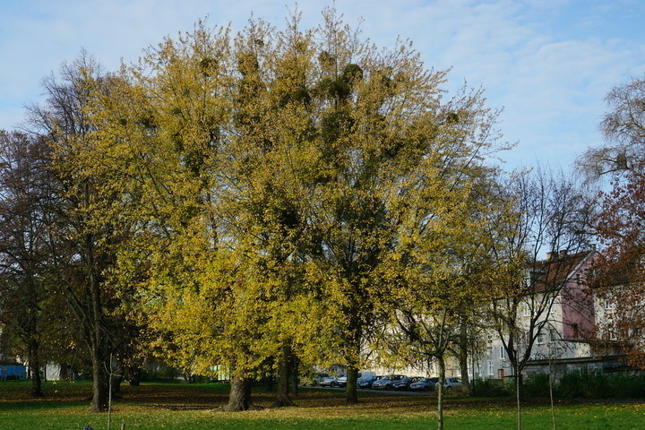 Elbląg, Zdjęcie z konkursu Fotka Miesiąca. Park Traugutta, październik 2019,