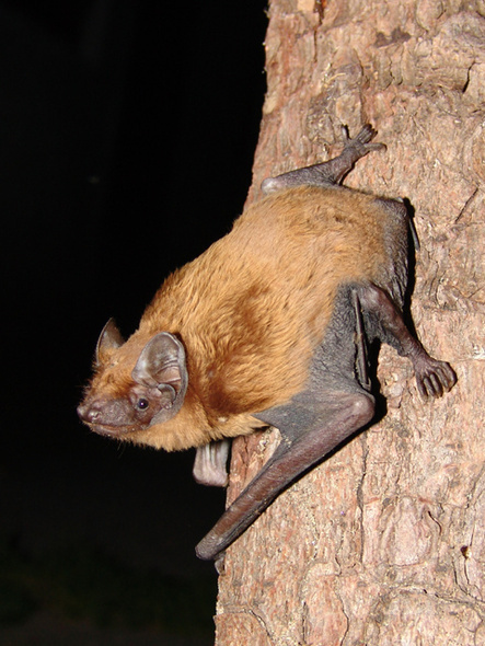 Elbląg, Mnolf, CC BY-SA 3.0 , via Wikimedia Commons Elbląg, Mnolf, CC BY-SA 3.0 , via Wikimedia Commons