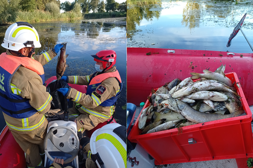 Elbląg, Strażacy wyławiali śnięte ryby z rzeki Tina