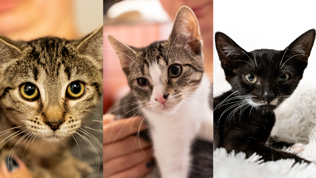 Elbląg, W TOZ Elbląg na adopcję czeka 15 kociąt, Elbląg, W TOZ Elbląg na adopcję czeka 15 kociąt,
