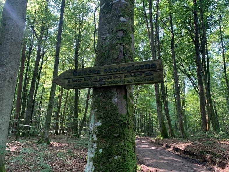 Elbląg, Rezerwat Sosny Taborskiej   (Na spacer z portEl.pl, odc. 18)