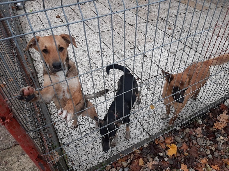 Elbląg, Bądź Mikołajem dla psów ze schroniska