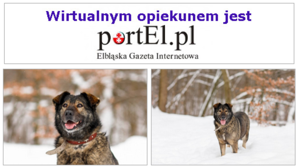 Elbląg, PortEl ma psa Elbląg, PortEl ma psa