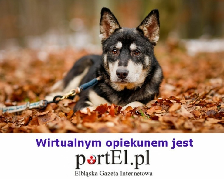 Elbląg, PortEl ma psa Elbląg, PortEl ma psa
