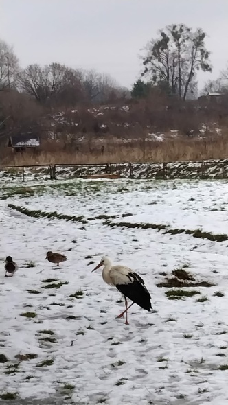 Elbląg, Tolkmicki zimowy rezydent Elbląg, Tolkmicki zimowy rezydent
