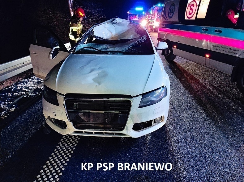 Elbląg, Zderzenie audi z łosiem Elbląg, Zderzenie audi z łosiem