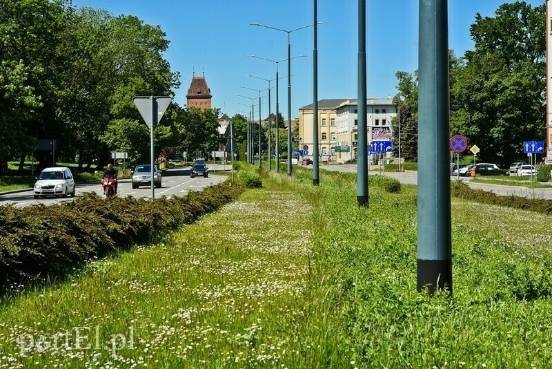 Elbląg, Znamy zwycięskie projekty w Zielonym Budżecie