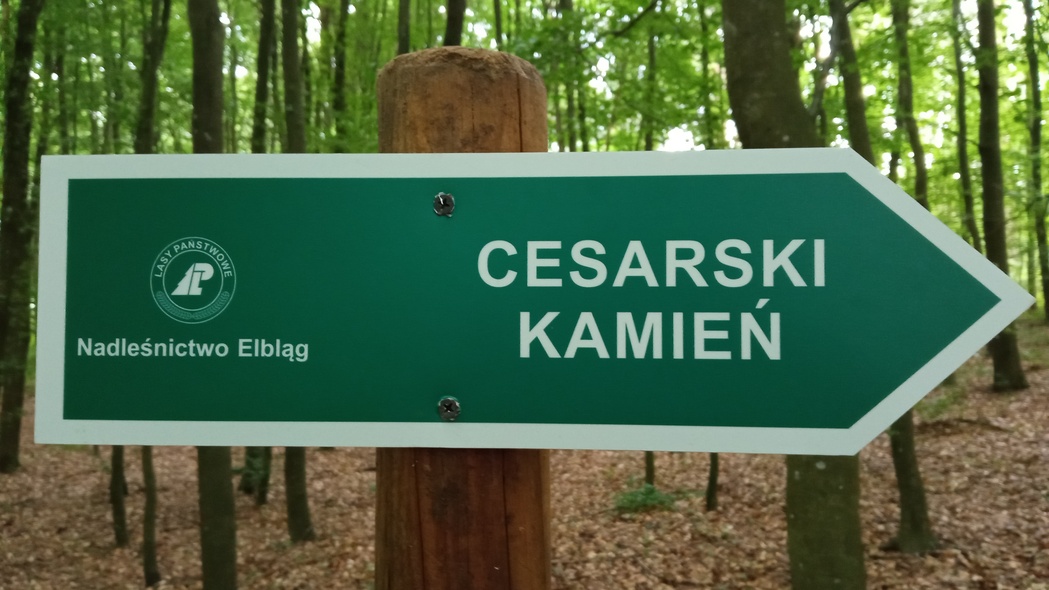Elbląg, Odkryj tajemnice lokalnych lasów Elbląg, Odkryj tajemnice lokalnych lasów