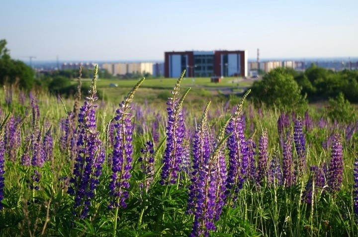 Elbląg, Zdjęcie z konkursu Fotka Miesiąca, czerwiec 2014, Elbląg, Zdjęcie z konkursu Fotka Miesiąca, czerwiec 2014,