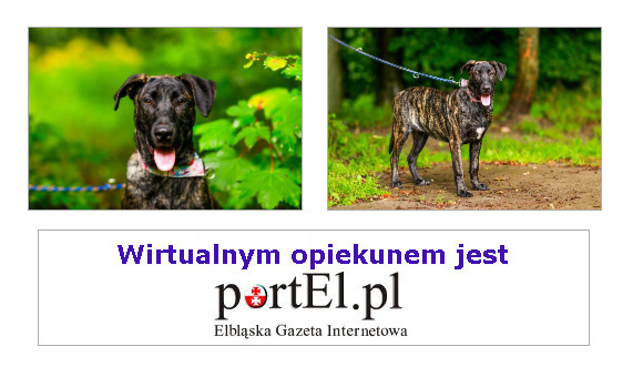 Szukamy domu dla Wandzi Szukamy domu dla Wandzi
