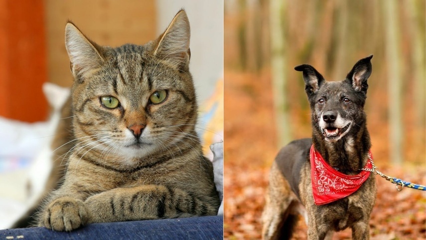 Elbląg, Galeria pod psem i kotem (Odc.280) Elbląg, Galeria pod psem i kotem (Odc.280)