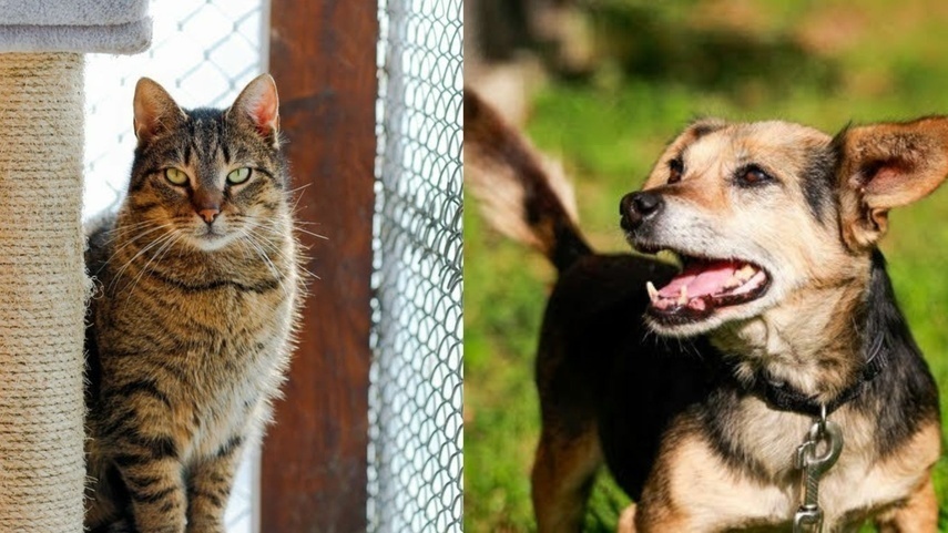 Elbląg, Galeria pod psem i kotem (Odc.283) Elbląg, Galeria pod psem i kotem (Odc.283)